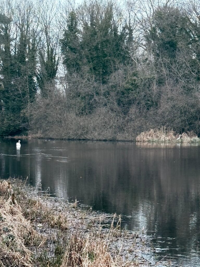Resident Heron & Swan on the lake